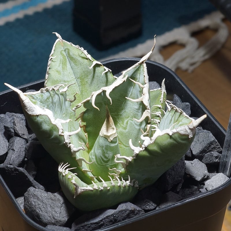 アガベ チタノタ 悪魔くん ak-01 | アガベ専門店 モンスターハウス