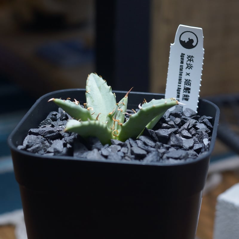 アガベ ハイブリッド 妖炎×姫厳竜/ Y×H-16 | アガベ専門店 モンスター