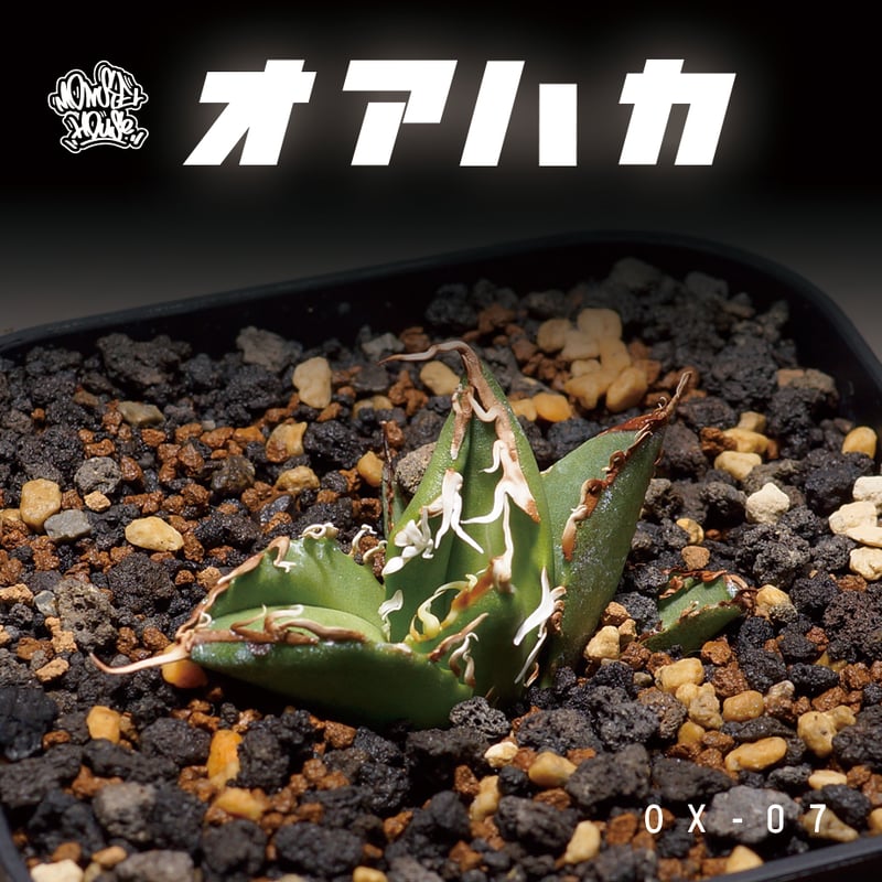 アガベ オアハカ オテロイ/ox-07 | アガベ専門店 モンスターハウス