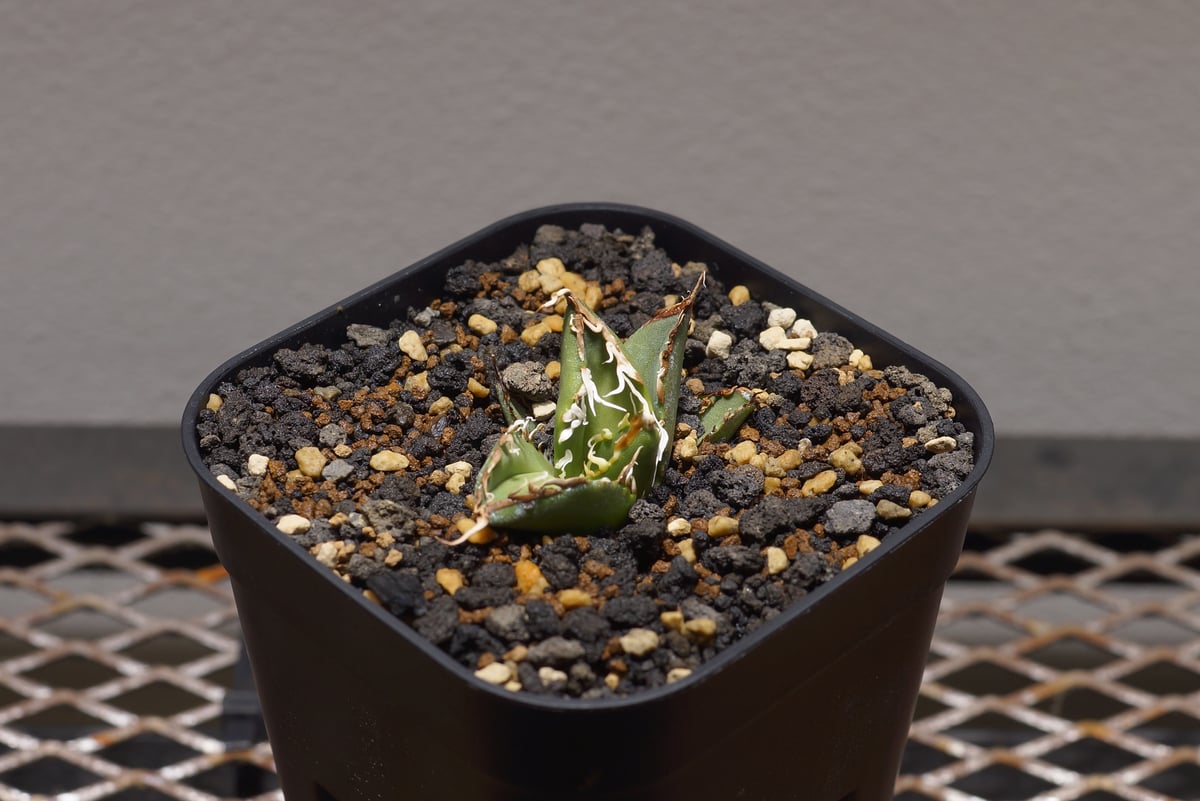 アガベ オアハカ オテロイ/ox-07 | アガベ専門店 モンスターハウス