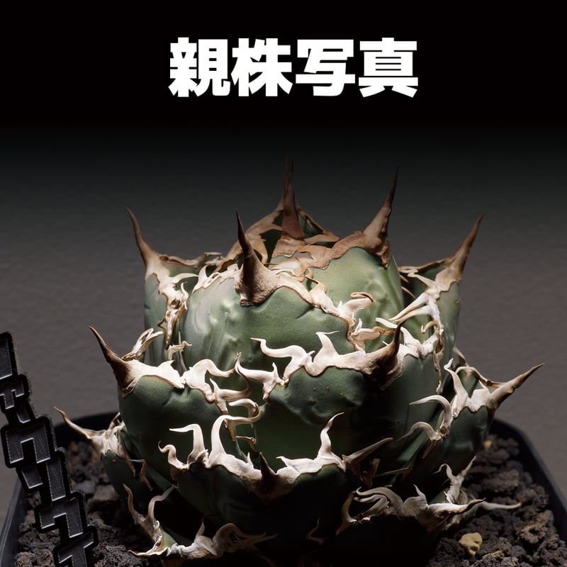 アガベ チタノタ シャークソウイ 子株 SS-07 | アガベ専門店