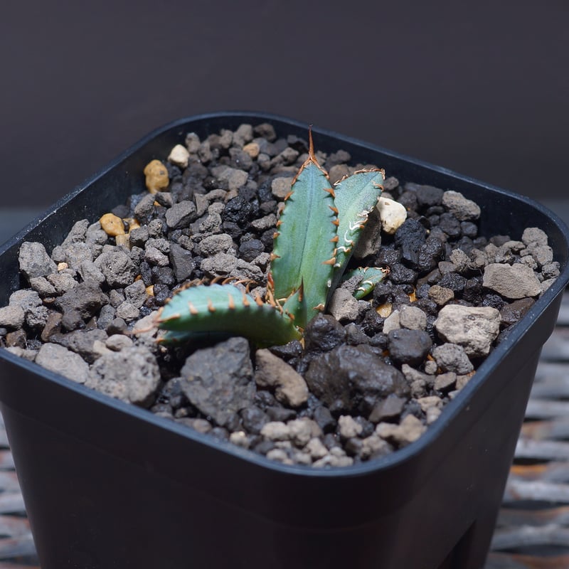 ぶんぶく茶釜 姫厳竜錦 白中斑 姫厳龍 子株✕2株 アガベ・チタノタ 姫