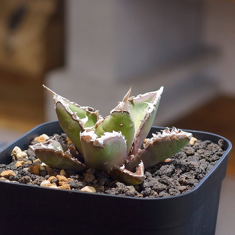 アガベ チタノタ 狼人 RN-01 | アガベ専門店 モンスターハウス