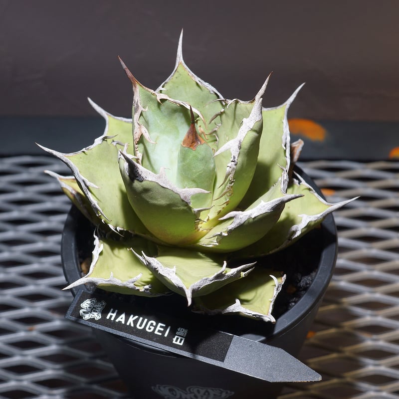 アガベチタノタ白鯨 中株 鉢付き（WW-03） | アガベ専門店 モンスター