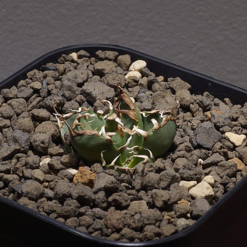 アガベ オアハカ オテロイ/ox-05 | アガベ専門店 モンスターハウス