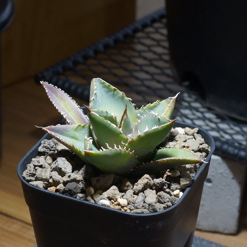 アガベ チタノタ 海王 / KO-01 | アガベ専門店 モンスターハウス