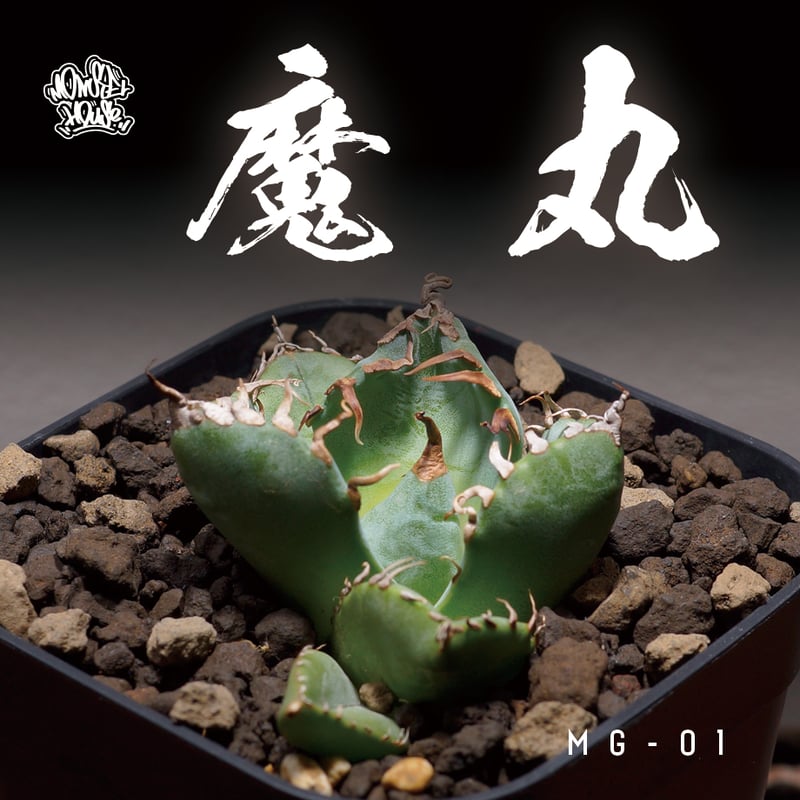 アガベ チタノタ 魔丸 / MG-01 | アガベ専門店 モンスターハウス
