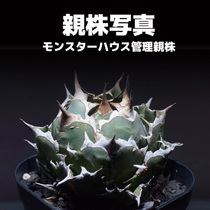 アガベ チタノタ 姫厳竜（ボールタイプ）/ HM-07 | アガベ専門店