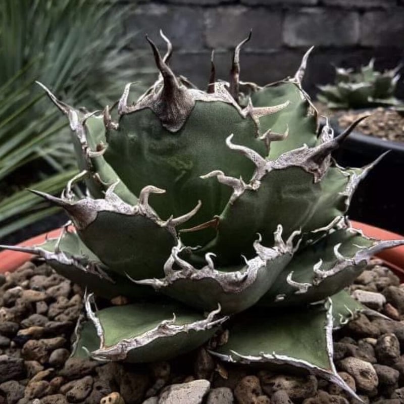 厳選希少株】アガベ シャークソウイ 子株（SS-03）インドネシア輸入株