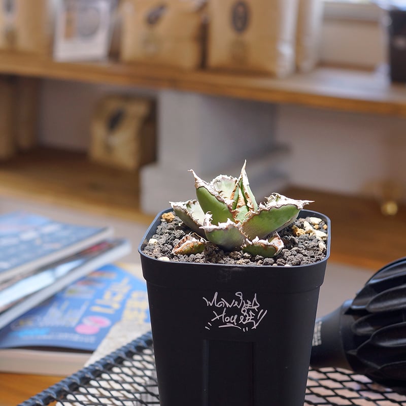 アガベ チタノタ 狼人 RN-02 | アガベ専門店 モンスターハウス