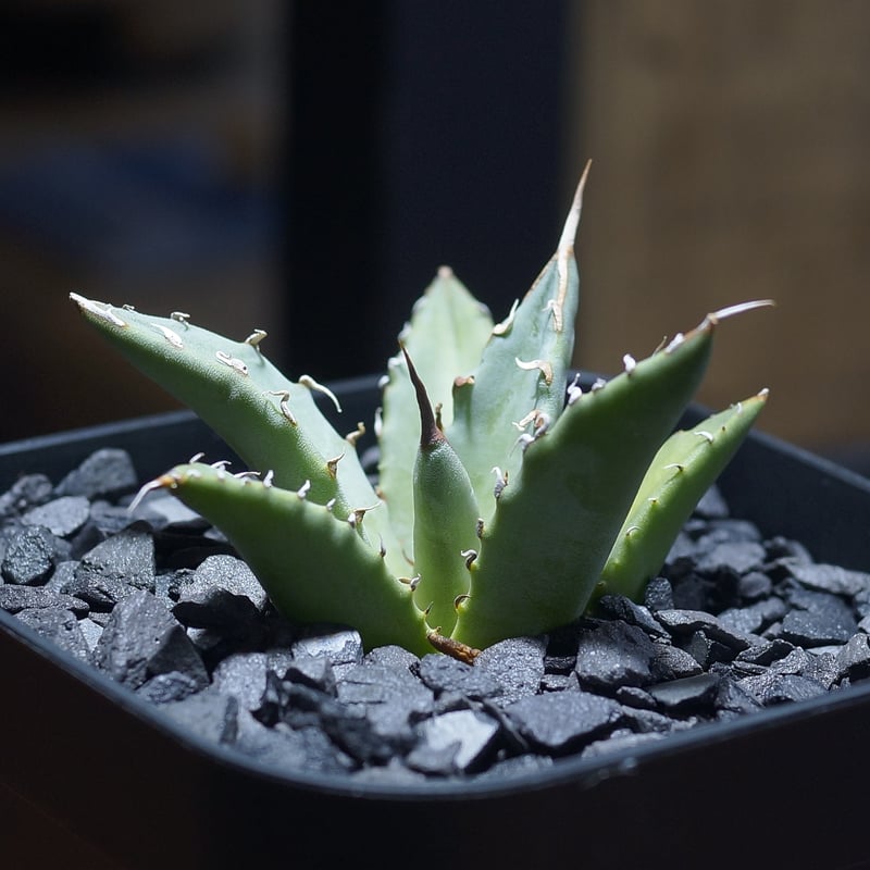 アガベ ハイブリッド 妖炎×姫厳竜/ Y×H-17 | アガベ専門店 モンスター