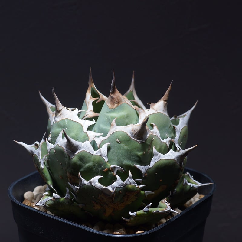 アガベ チタノタ 姫厳竜（ボールタイプ）/ HM-06 | アガベ専門店
