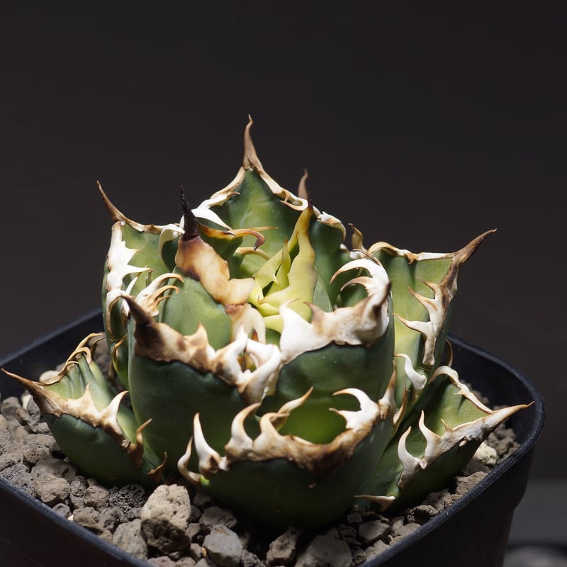 アガベ チタノタ レッドキャットウィーズル RC-06 | アガベ専門店