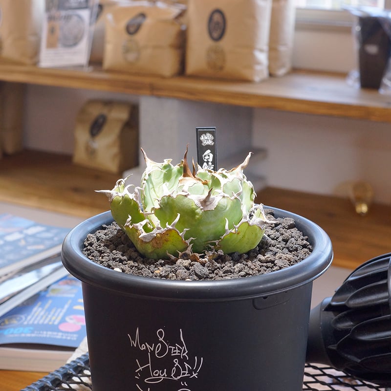 アガベ チタノタ 白鯨/ww-23 | アガベ専門店 モンスターハウス