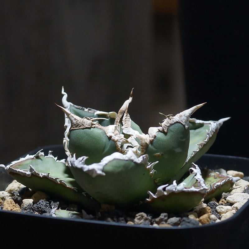 アガベ チタノタ 狼人 RN-03 | アガベ専門店 モンスターハウス