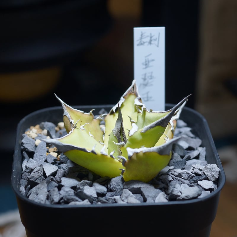 アガベ チタノタ キングアーサー/ 毒刺産 ka-02 | アガベ専門店