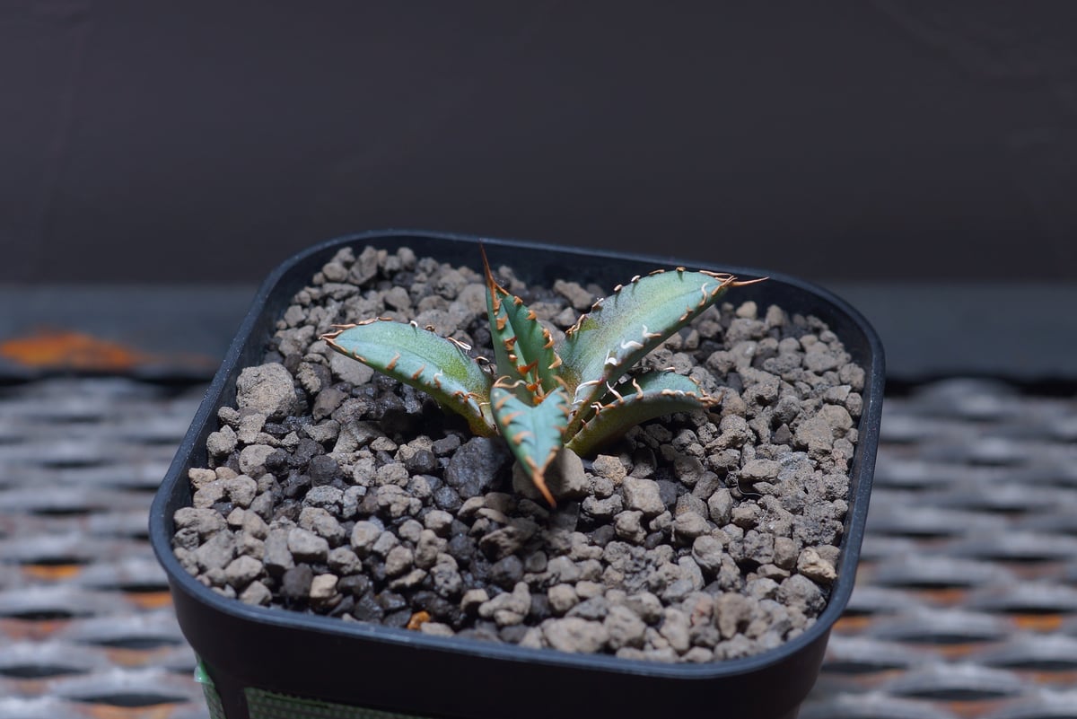 姫厳龍 斑入り アガベ チタノタ 子株 アガベ チタノタ 姫厳竜/子株 HM