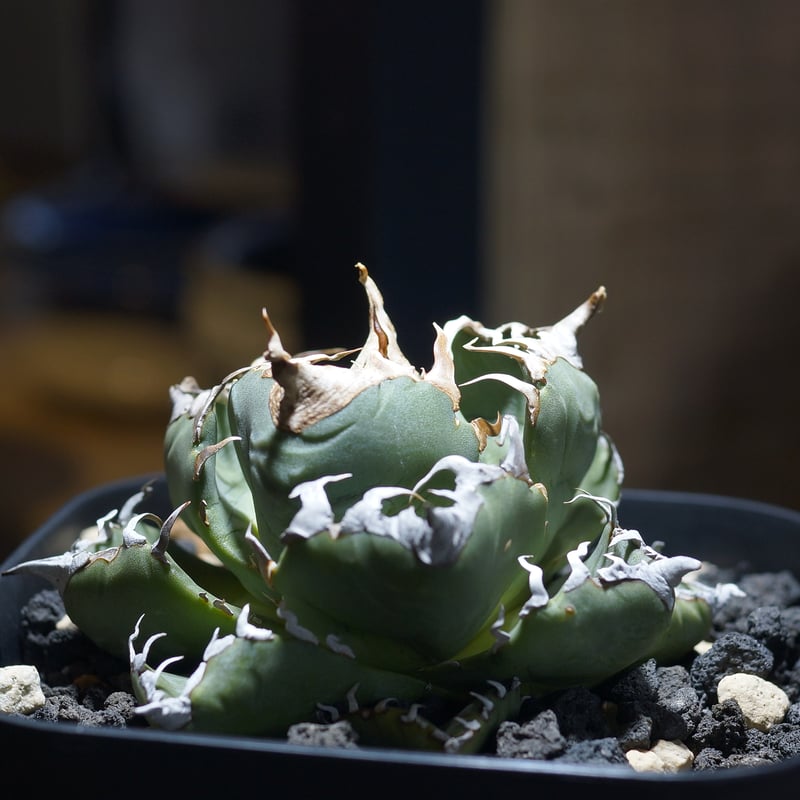 アガベ チタノタ 魔丸 / MG-08 | アガベ専門店 モンスターハウス