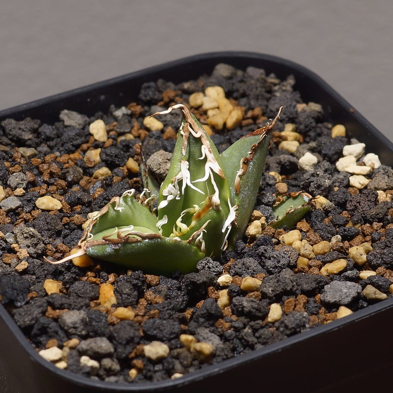 アガベ オアハカ オテロイ/ox-07 | アガベ専門店 モンスターハウス