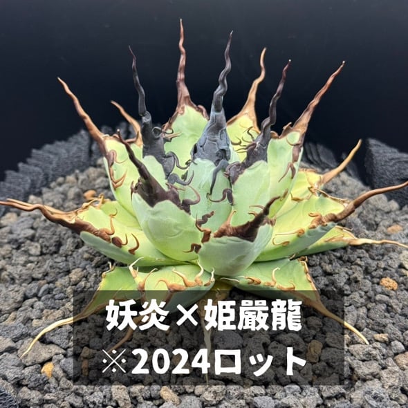 アガベ ハイブリッド 妖炎×姫厳竜/ Y×H-16 | アガベ専門店 モンスター