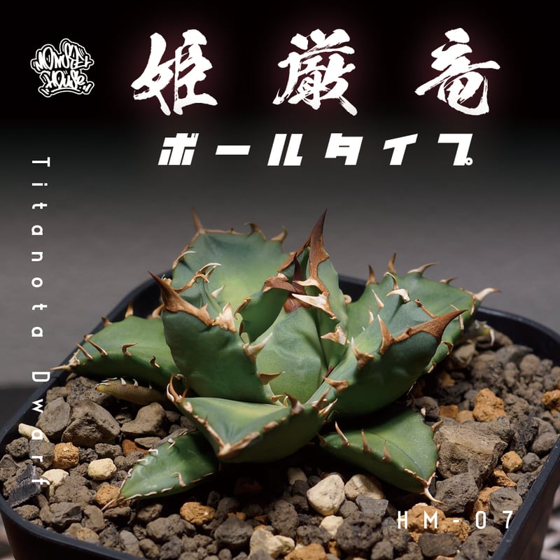 アガベ チタノタ 姫厳竜（ボールタイプ）/ HM-07 | アガベ専門店