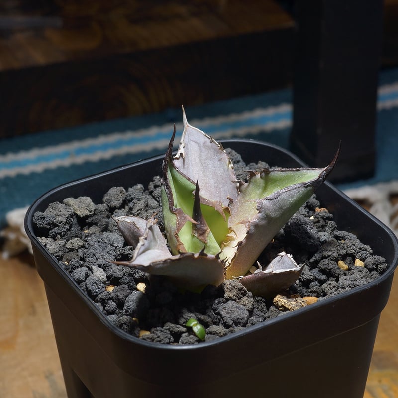 アガベ チタノタ Dennis 040 キングアーサー/ Dragon Agave産 D04