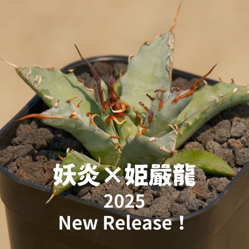 アガベ ハイブリッド 妖炎×姫厳竜/ Y×H-09 | アガベ専門店 モンスター