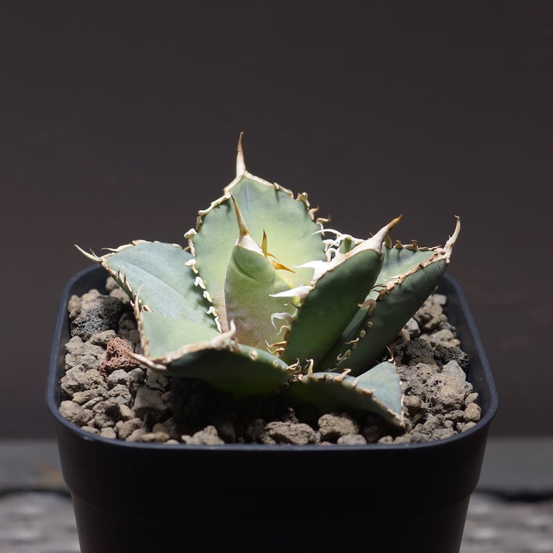 アガベ オテロイ FO-76/子株 F-26 | アガベ専門店 モンスターハウス