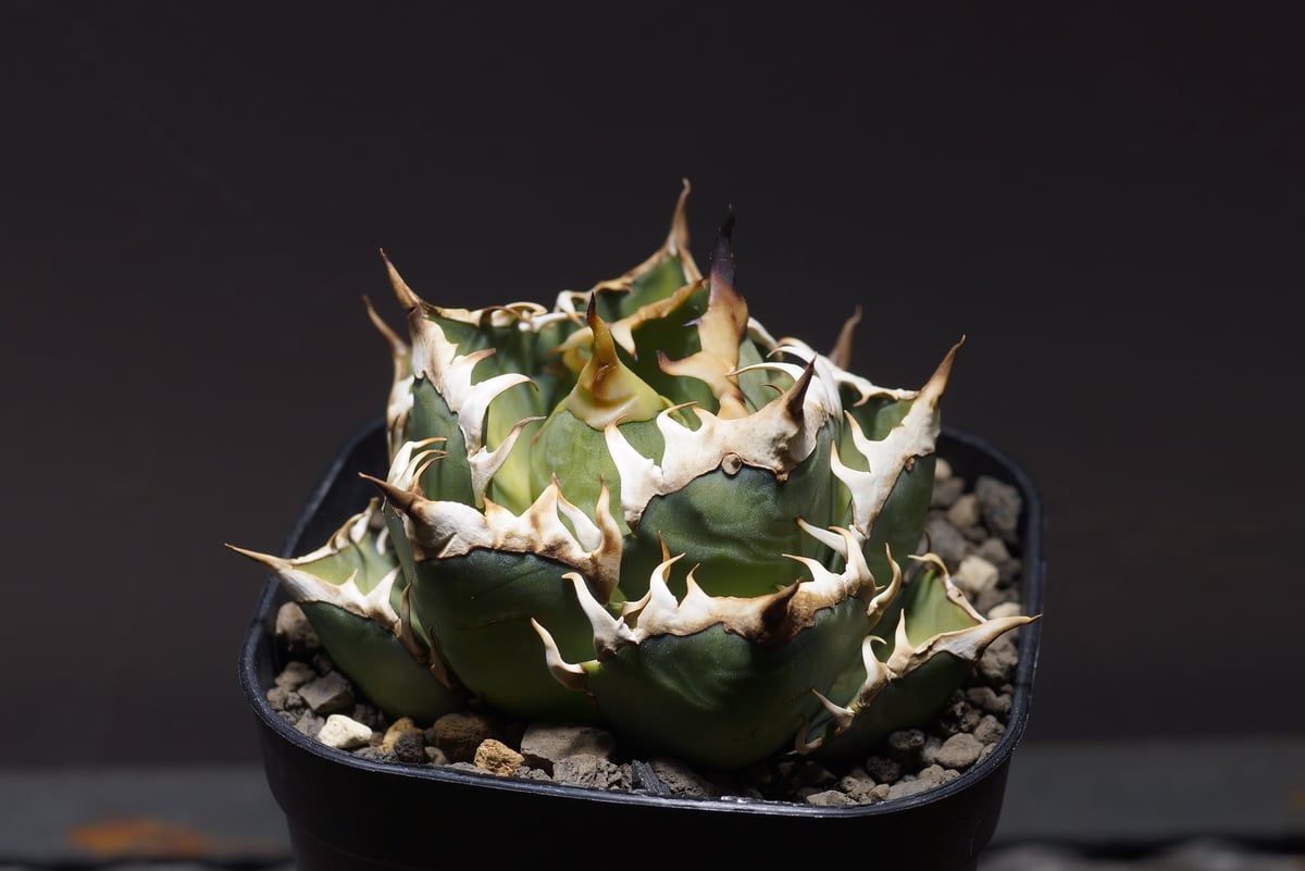 アガベ チタノタ レッドキャットウィーズル RC-06 | アガベ専門店