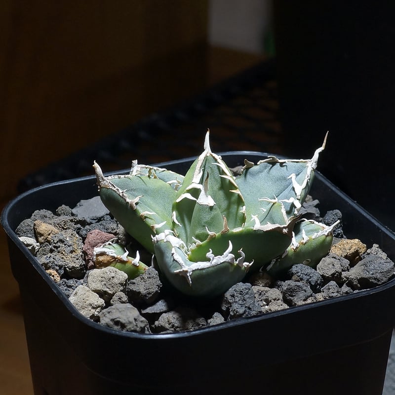 アガベ チタノタ 南アフリカダイヤモンド / SAD-09 | アガベ専門店