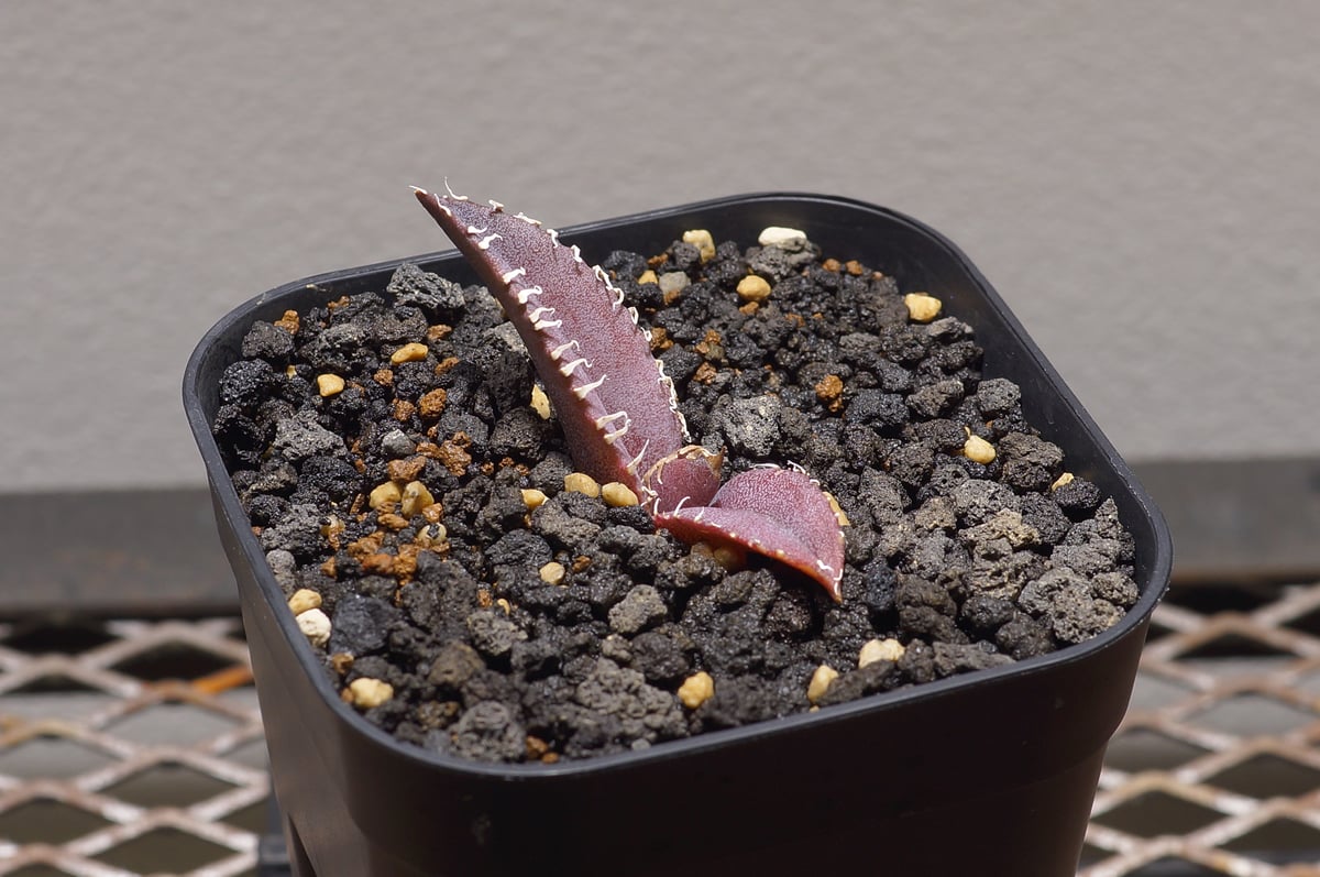 アガベ チタノタ 金剛 キングコング / KK-03 | アガベ専門店