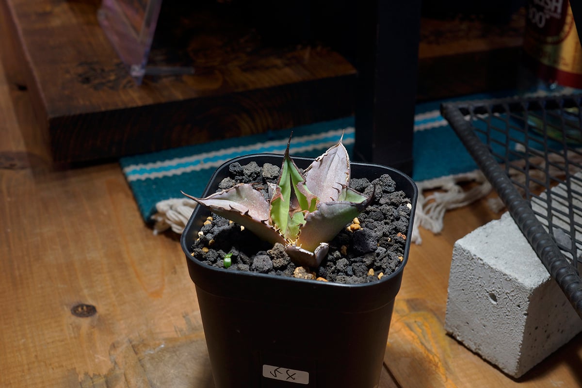 アガベ チタノタ Dennis 040 キングアーサー/ Dragon Agave産 D04