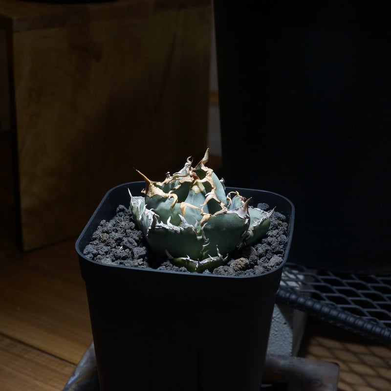 アガベ チタノタ 白鯨/ww-27 | アガベ専門店 モンスターハウス