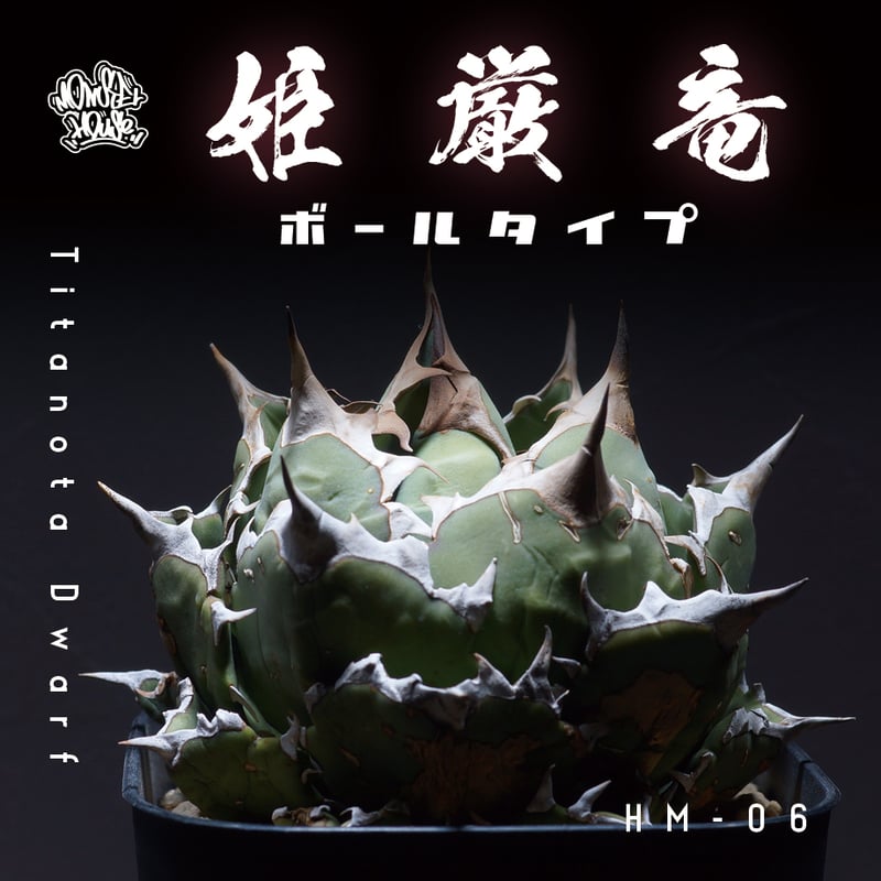 アガベ チタノタ 姫厳竜（ボールタイプ）/ HM-06 | アガベ専門店