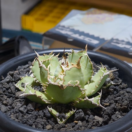 アガベフィリグリー | STORES