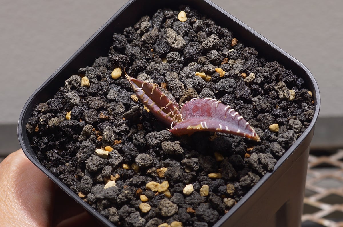 アガベ チタノタ 金剛 キングコング / KK-02 | アガベ専門店