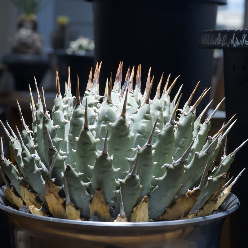 アガベ ユタエンシス エボリスピナ / ES-09 | アガベ専門店 モンスター