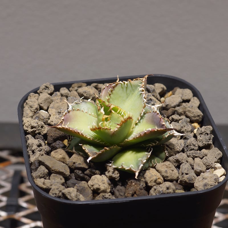 8 フィリグリー コンパクト ボールタイプ 矮性ミニTC株 アガベ