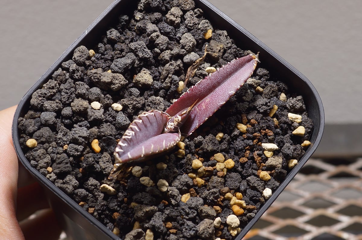 アガベ チタノタ 金剛 キングコング / KK-01 | アガベ専門店