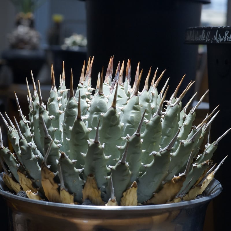 アガベ ユタエンシス エボリスピナ / ES-09 | アガベ専門店 モンスター