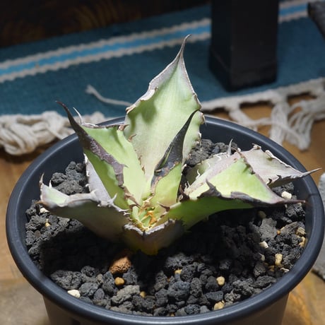 アイテム | アガベ専門店 モンスターハウス