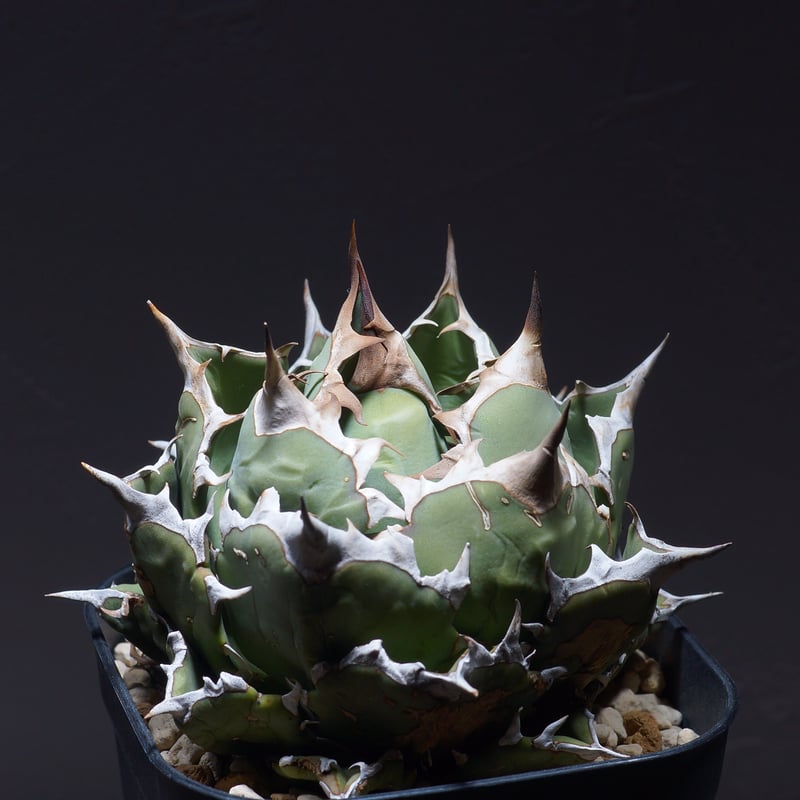 アガベ チタノタ 姫厳竜（ボールタイプ）/ HM-06 | アガベ専門店