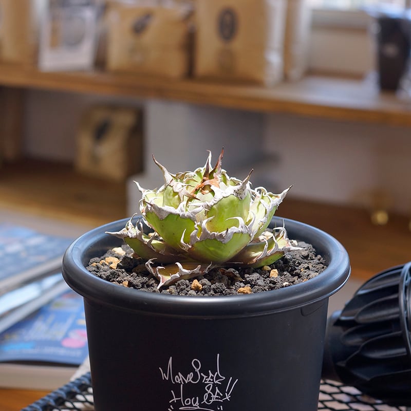 アガベ チタノタ シーザー 凱撒/cae-10 | アガベ専門店 モンスターハウス