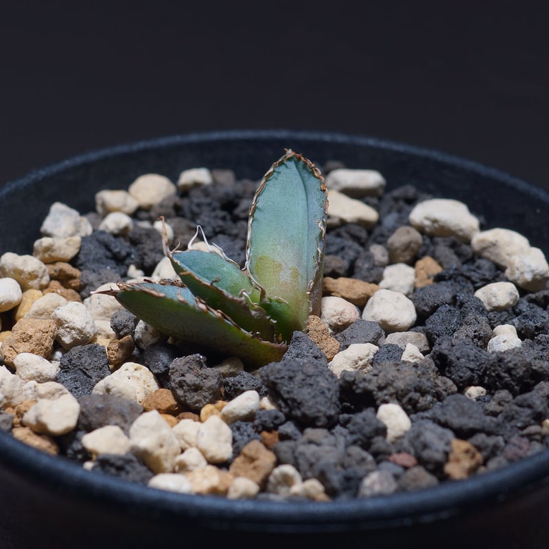 アガベ チタノタ ブラックアンドブルー（bb-10）BB子株 | アガベ専門店