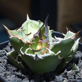 毒刺S、白犀牛を発売いたします | アガベ専門店 モンスターハウス