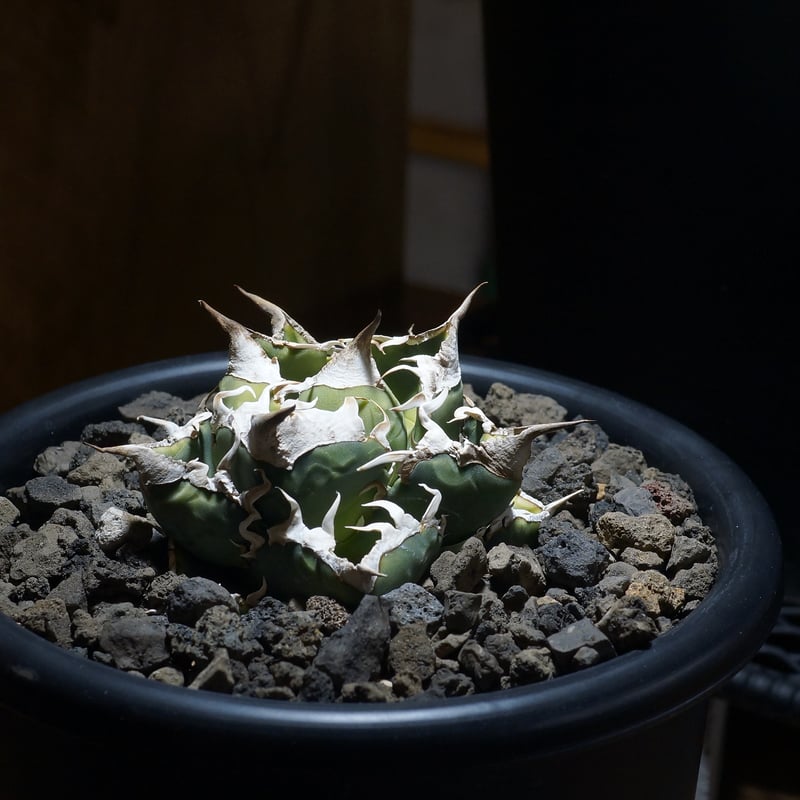 アガベ チタノタ 南アフリカダイヤモンド / SAD-09 | アガベ専門店