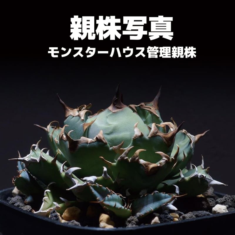 アガベ チタノタ 姫厳竜/子株 HM-04 | アガベ専門店 モンスターハウス