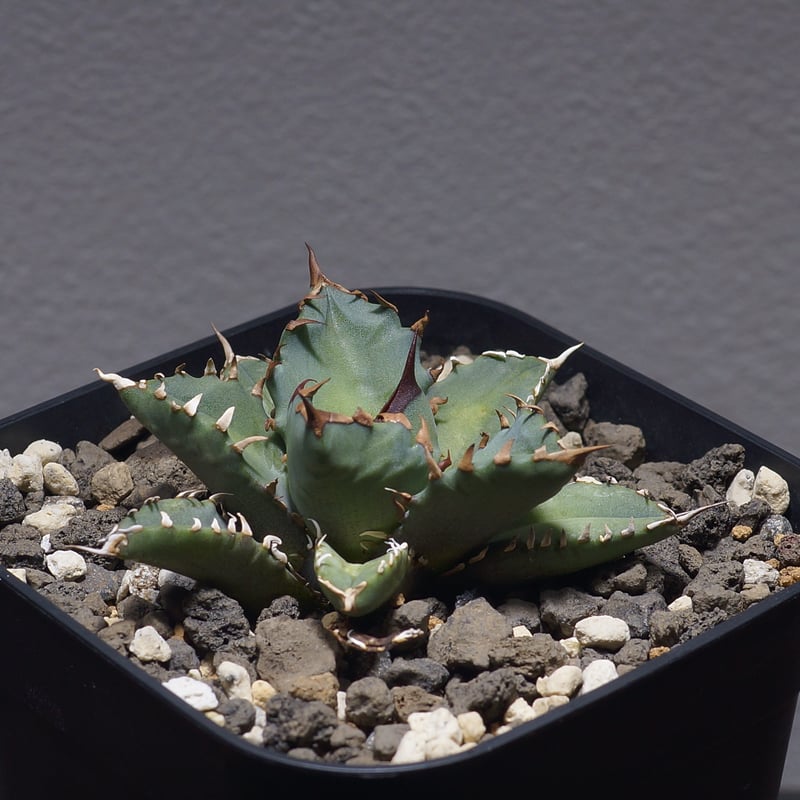 アガベ チタノタ 姫厳竜 / HM-09 | アガベ専門店 モンスターハウス