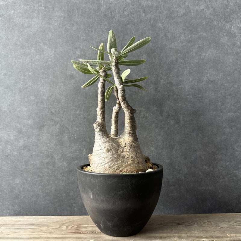 現地球・発根済】パキポディウム グラキリス 鉢付き 塊根植物