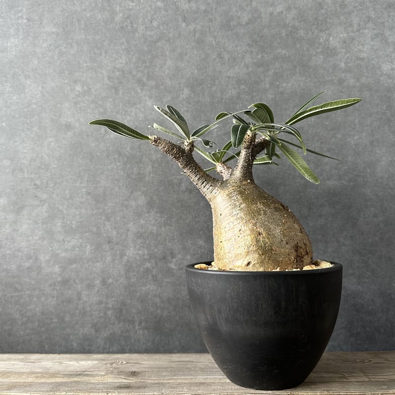 現地球・発根済】パキポディウム グラキリス 鉢付き 塊根植物